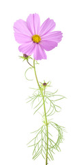 Garden cosmos (Cosmos bipinnatus) isolated on white background