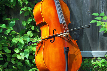Cello.