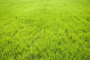 Field of green wheat grass
