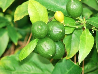 green lemons on the tree