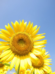 Obraz premium ひまわり