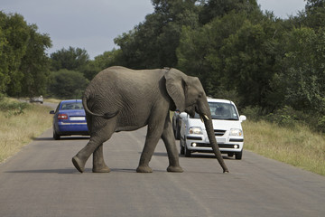 Obraz premium Afircan Elephant
