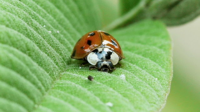 Ladybug On Leaf. Two angles.