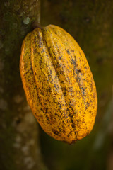 Cacao pod