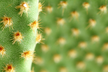 Kaktus im Detail - Macroaufnahme