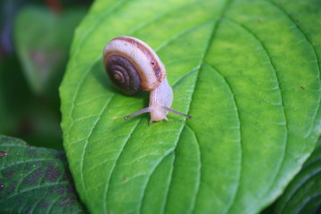 蜗牛