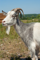 goat living on the farm