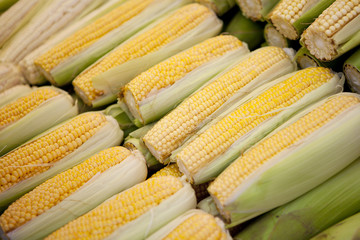 Summer of Corn