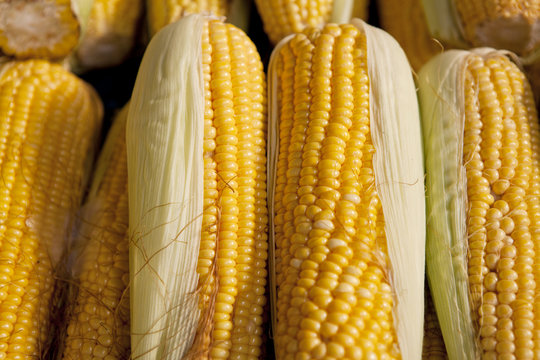 Summer of Corn