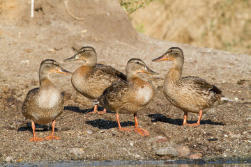 canards