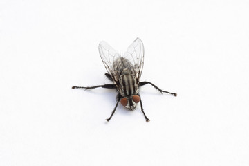 fly background