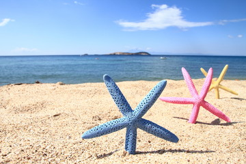 Fototapeta na wymiar Colorful starfish on the beach at summer