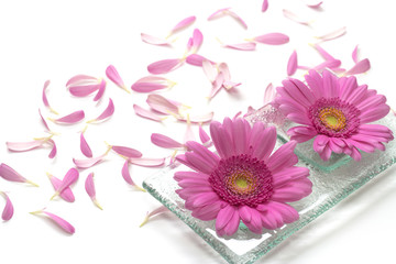 Pink gerbera
