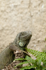 Iguana