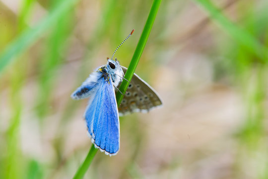 Blue butterfly