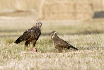 Dos ratoneros en el campo
