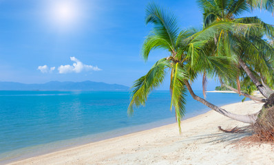 Naklejka na ściany i meble tropikalna plaża z palmy kokosowej