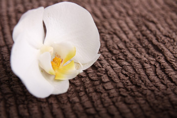 Fototapeta na wymiar Orchidee auf einem Handtuch