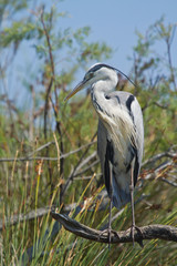 heron cendré