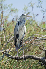 heron cendr&eacute;