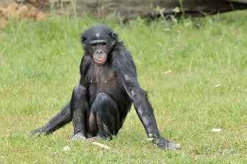 Bonobo