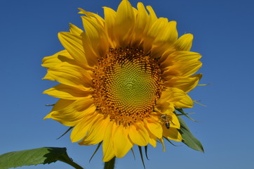 girasole