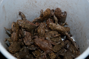 Bucket Full Of Living Toads