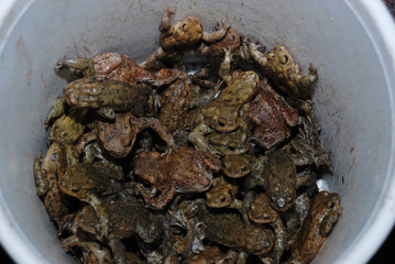 Bucket Full Of Living Toads