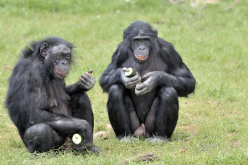 Bonobos