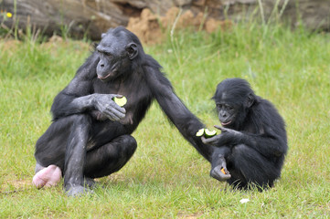 Bonobos