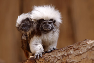 Lisztaffe mit Jungtier