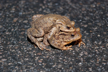Couple Of mating Toads Crossing Road