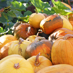 Pumpkin plants