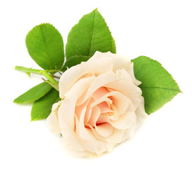 Fototapeta premium White rose