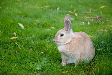 Rabbit Sitting On Green Meadow