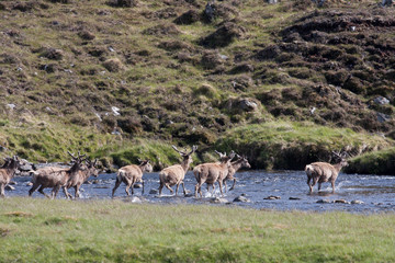 Naklejka premium Glen Strathfaffar