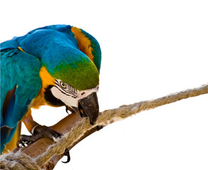 Loro