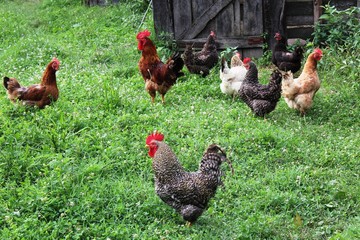 H&uuml;hner (Gruppe)