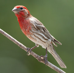 Male house finch perched on branch