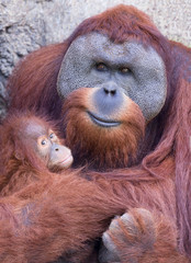 Mother orangutan with baby © Tony Northrup