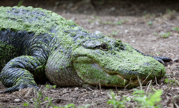 Large scum-covered alligator