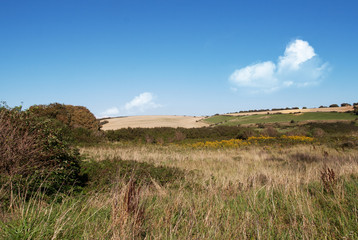 South Downs harvested