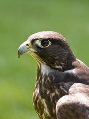 Portrait of a falcon
