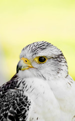 A young falcon
