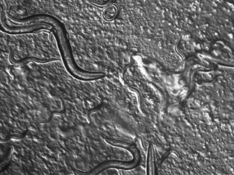 Caenorhabditis elegans