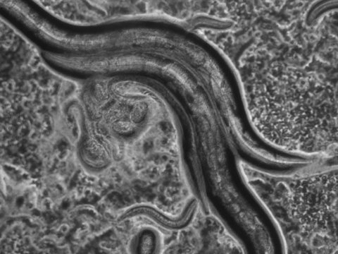 Caenorhabditis elegans