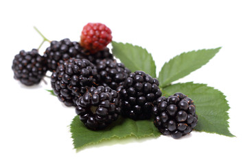 Blackberries on a green leaf