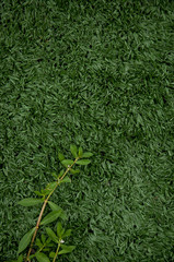 plant grow on artificial grass