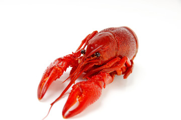 gekochter flusskrebs #2