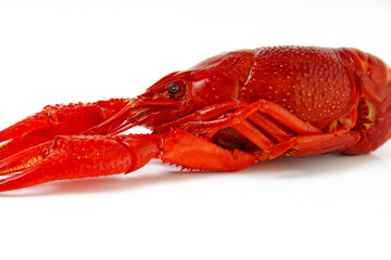 gekochter flusskrebs #37